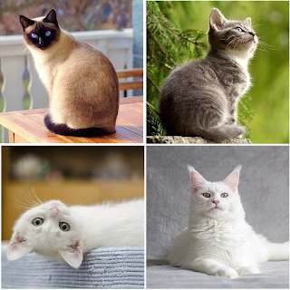 Cat breed identifier apk