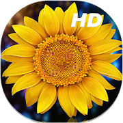 Sunflower Live Wallpapers HD