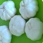 Cover Image of ดาวน์โหลด KALRO Garlic Production 1.0 APK