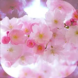 Sakura Wallpaper Live HD icon