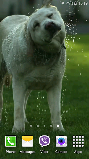 Funny Dog Video Live Wallpaper Screen 2