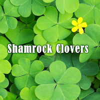 Shamrock Clovers +HOME