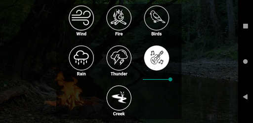 Forest relax. Sounds of nature