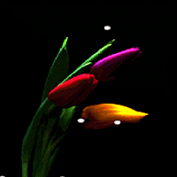 Multicolor Tulip Flower LWP