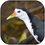 Cover Image of Download white breasted waterhen sound 1.0 APK