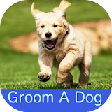 Groom a Dog icon