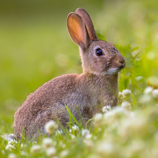 Rabbits Wallpapers logo