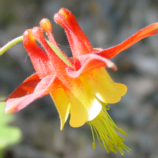 Iowa Wildflower Finder logo