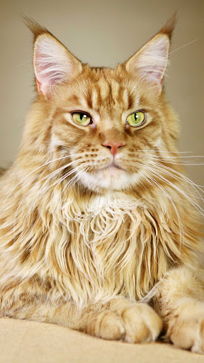 Maine Coon Wallpaper