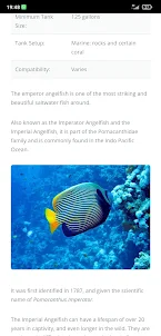 Emperor Angelfish Care Guide