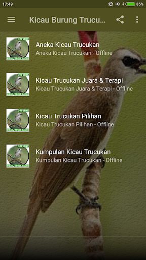Kicau Burung Trucukan Masteran Screen 2