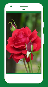 Captura 7 Rose Wallpaper , Rose Images android