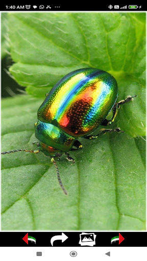 Insects Wallpapers 2024 Screen 2