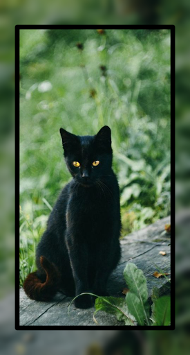 Black Cat Wallpaper Cute HD