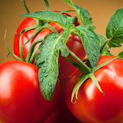Tomato HD Wallpapers