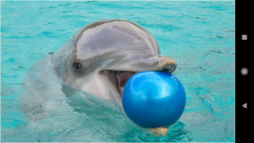 Beautiful Dolphin Wallpapers