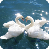 Swan Wallpapers HD icon