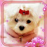 Cover Image of Download Puppy Friendly Glamour  APK