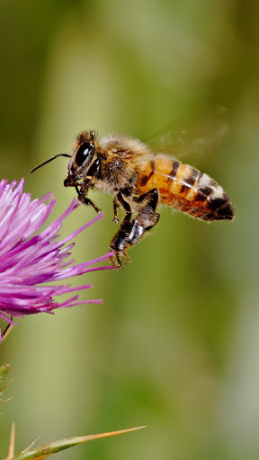 Android application honey bee wallpaper screenshort