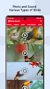 Bird Sounds: Ringtones Offline