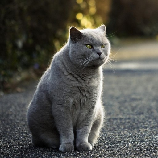 British Shorthair Wallpapers logo