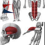 159 Human Muscles Challenge