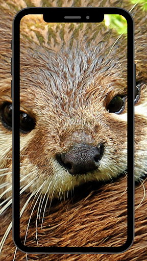 Android application Otter UHD Wallpapers screenshort