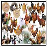 Cover Image of 下载 Poultry Breeding Science Compl  APK