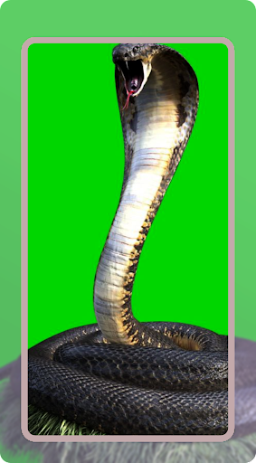 King Cobra Wallpaper