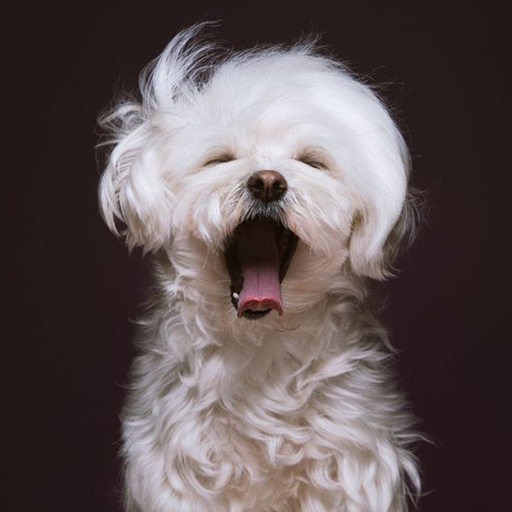 Maltese Dog Wallpapers logo