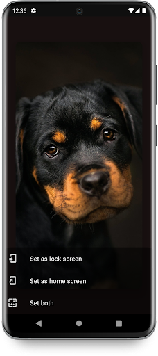 Dog Wallpaper Cute Puppies HD