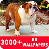 Bulldog Live Wallpapers HD icon