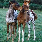 Baby Horses Pictures icon