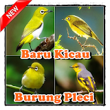 Baru Kicau Burung Pleci icon