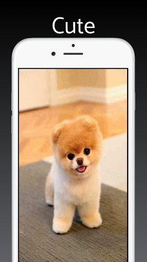 Android application Pomeranian Dog Wallpapers 4k screenshort
