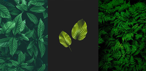 Leaf Hd Wallpaper Screen 2