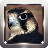 Falcon Bird Wallpapers icon