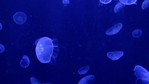 Jellyfish TV Screensaver screenshot 7
