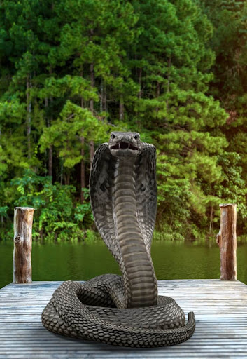 Android application Cobra Attack Live Wallpaper screenshort