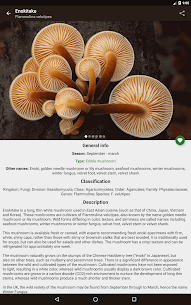 Book of Mushrooms 10
