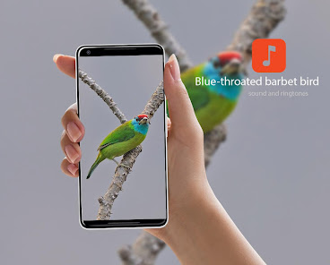 Captura 1 Blue-throated barbet sounds android