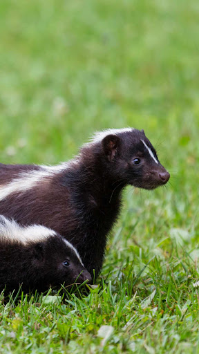 Skunk Wallpaper