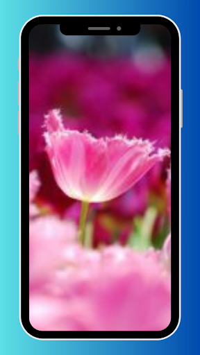 Carnation wallpaper 4K HD