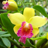 Orchids Live Wallpaper icon