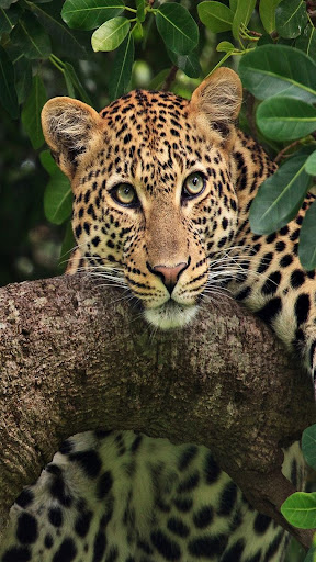Jaguar Wallpapers Screenshot 4 - AppWisp.com