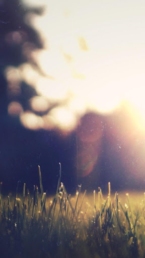 Android application backyard wallpaper screenshort