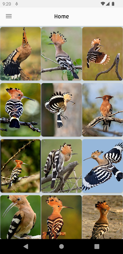 Hoopoe Wallpapers Offline