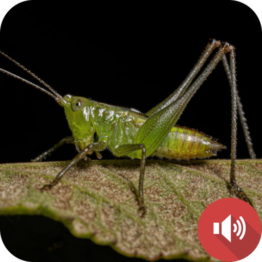 Katydid Sounds logo