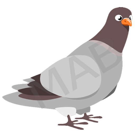 Pigeon Bird