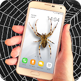 Spider filter prank icon